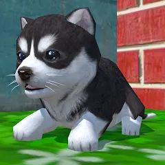 Скачать взлом Cute Pocket Puppy 3D (Сьют Покет Паппи 3Д)  [МОД Бесконечные деньги] - полная версия apk на Андроид